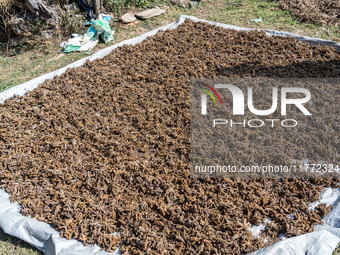 A farmer dries crops on the sunshade in the village of Makwanpur, Nepal, on November 12, 2024. (