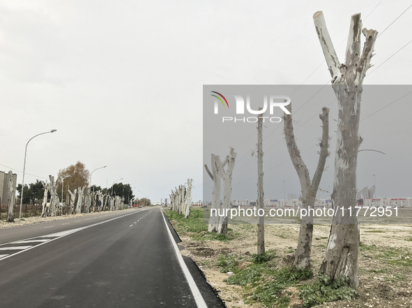 An extra-urban road in Foggia, Italy, on January 14, 2022, is flanked by rows of plane trees subjected to extreme pollarding. This image sho...