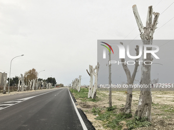 An extra-urban road in Foggia, Italy, on January 14, 2022, is flanked by rows of plane trees subjected to extreme pollarding. This image sho...