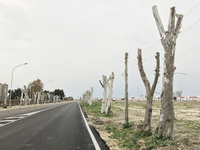 An extra-urban road in Foggia, Italy, on January 14, 2022, is flanked by rows of plane trees subjected to extreme pollarding. This image sho...