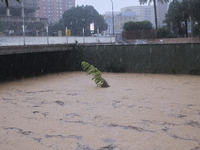 Heavy rainfall leads to significant flooding in various parts of Malaga, including major streets and public areas. (