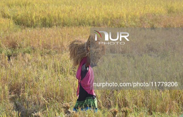 A woman carries paddy after harvest in Bamuni village, Nagaon District, Assam, India, on November 14, 2024. 