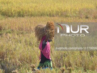 A woman carries paddy after harvest in Bamuni village, Nagaon District, Assam, India, on November 14, 2024. (