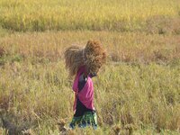 A woman carries paddy after harvest in Bamuni village, Nagaon District, Assam, India, on November 14, 2024. (