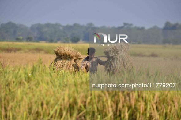 A farmer carries paddy on his shoulder after harvest in Bamuni village, Nagaon District, Assam, India, on November 14, 2024. 