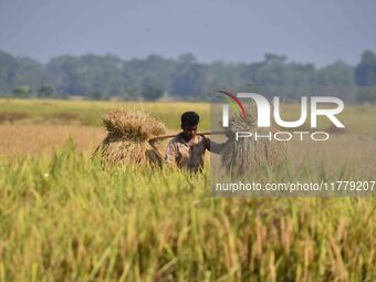 A farmer carries paddy on his shoulder after harvest in Bamuni village, Nagaon District, Assam, India, on November 14, 2024. (