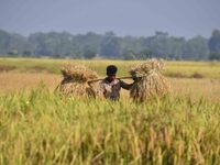 A farmer carries paddy on his shoulder after harvest in Bamuni village, Nagaon District, Assam, India, on November 14, 2024. (