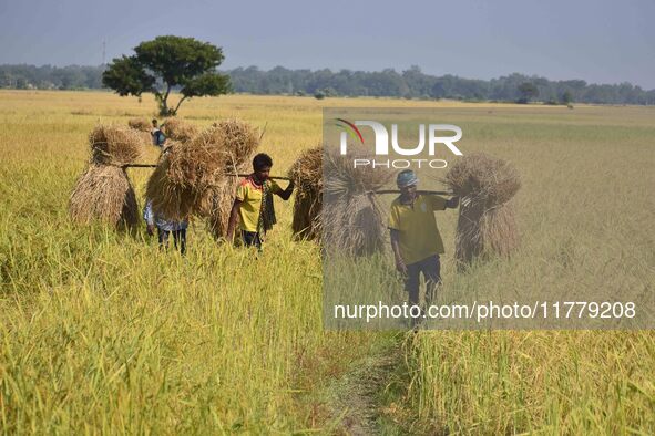 An Indian farmer carries paddy on their shoulder after harvest in Bamuni village, Nagaon District, Assam, India, on November 14, 2024. 