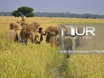 An Indian farmer carries paddy on their shoulder after harvest in Bamuni village, Nagaon District, Assam, India, on November 14, 2024. (