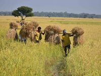 An Indian farmer carries paddy on their shoulder after harvest in Bamuni village, Nagaon District, Assam, India, on November 14, 2024. (