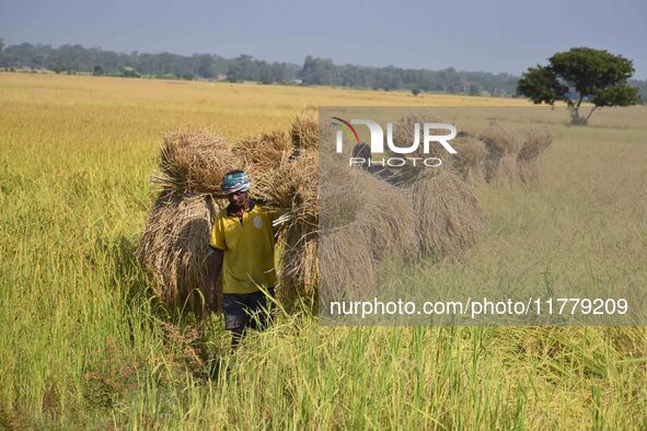 An Indian farmer carries paddy on their shoulder after harvest in Bamuni village, Nagaon District, Assam, India, on November 14, 2024. 