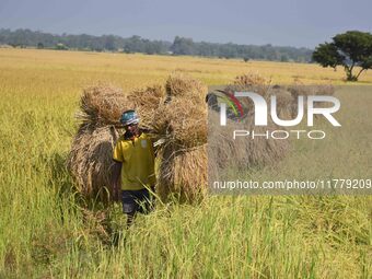 An Indian farmer carries paddy on their shoulder after harvest in Bamuni village, Nagaon District, Assam, India, on November 14, 2024. (