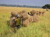 An Indian farmer carries paddy on their shoulder after harvest in Bamuni village, Nagaon District, Assam, India, on November 14, 2024. (