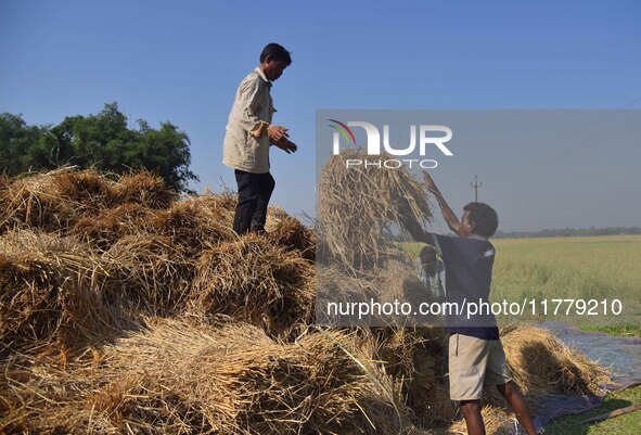 Farmers with their harvested paddy in Bamuni, Nagaon District, Assam, on November 14, 2024 