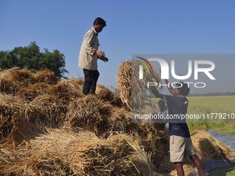 Farmers with their harvested paddy in Bamuni, Nagaon District, Assam, on November 14, 2024 (