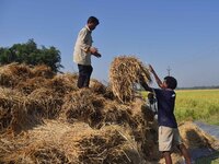 Farmers with their harvested paddy in Bamuni, Nagaon District, Assam, on November 14, 2024 (