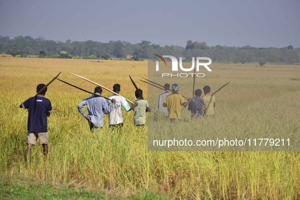 An Indian farmer carries paddy on their shoulder after harvest in Bamuni village, Nagaon District, Assam, India, on November 14, 2024. 