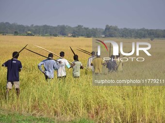 An Indian farmer carries paddy on their shoulder after harvest in Bamuni village, Nagaon District, Assam, India, on November 14, 2024. (