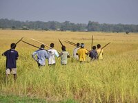 An Indian farmer carries paddy on their shoulder after harvest in Bamuni village, Nagaon District, Assam, India, on November 14, 2024. (