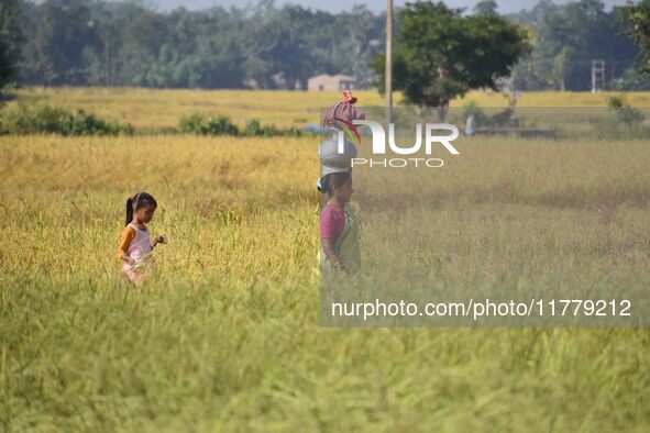 A woman carries a pot of water on her head as she walks between a paddy field in Bamuni, Nagaon District, Assam, India, on November 14, 2024...