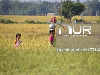 A woman carries a pot of water on her head as she walks between a paddy field in Bamuni, Nagaon District, Assam, India, on November 14, 2024...