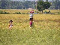 A woman carries a pot of water on her head as she walks between a paddy field in Bamuni, Nagaon District, Assam, India, on November 14, 2024...