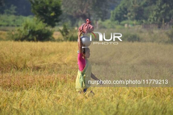 A woman carries a pot of water on her head as she walks between a paddy field in Bamuni, Nagaon District, Assam, India, on November 14, 2024...