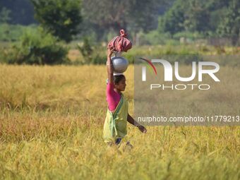 A woman carries a pot of water on her head as she walks between a paddy field in Bamuni, Nagaon District, Assam, India, on November 14, 2024...