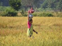 A woman carries a pot of water on her head as she walks between a paddy field in Bamuni, Nagaon District, Assam, India, on November 14, 2024...