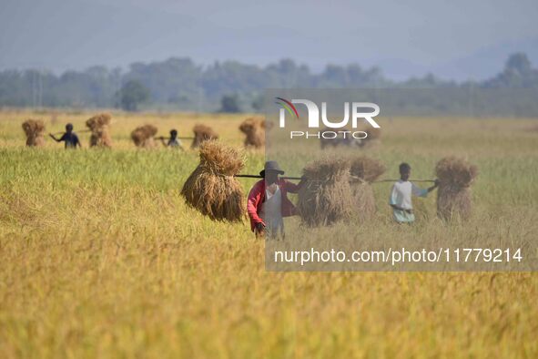 An Indian farmer carries paddy on their shoulder after harvest in Bamuni village, Nagaon District, Assam, India, on November 14, 2024. 