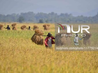 An Indian farmer carries paddy on their shoulder after harvest in Bamuni village, Nagaon District, Assam, India, on November 14, 2024. (