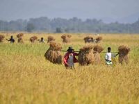 An Indian farmer carries paddy on their shoulder after harvest in Bamuni village, Nagaon District, Assam, India, on November 14, 2024. (