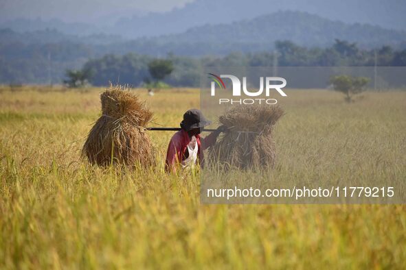 A farmer carries paddy on his shoulder after harvest in Bamuni village, Nagaon District, Assam, India, on November 14, 2024. 