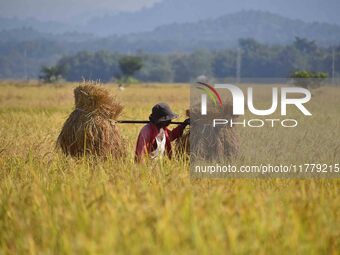 A farmer carries paddy on his shoulder after harvest in Bamuni village, Nagaon District, Assam, India, on November 14, 2024. (