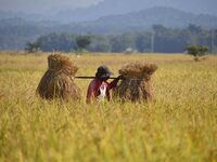 A farmer carries paddy on his shoulder after harvest in Bamuni village, Nagaon District, Assam, India, on November 14, 2024. (