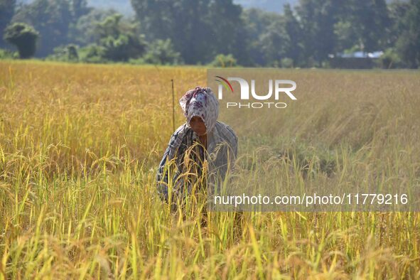 A woman farmer harvests paddy in a field in Nagaon District, Assam, India, on November 14, 2024. 