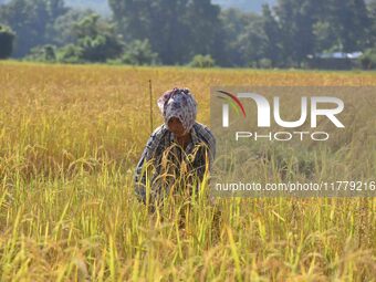 A woman farmer harvests paddy in a field in Nagaon District, Assam, India, on November 14, 2024. (