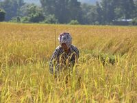 A woman farmer harvests paddy in a field in Nagaon District, Assam, India, on November 14, 2024. (