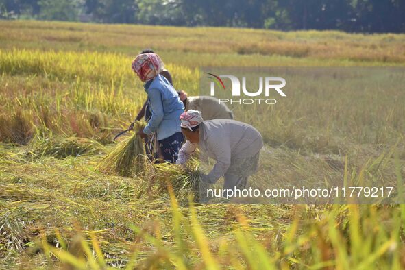 Women farmers harvest paddy in a field in Nagaon District, Assam, India, on November 14, 2024. 