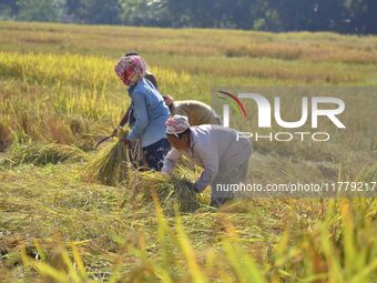 Women farmers harvest paddy in a field in Nagaon District, Assam, India, on November 14, 2024. (