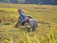 Women farmers harvest paddy in a field in Nagaon District, Assam, India, on November 14, 2024. (