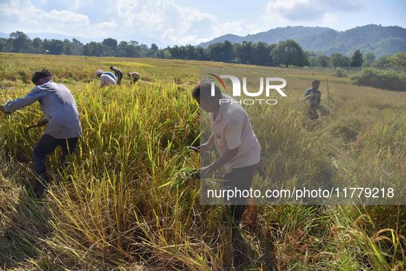 Farmers harvest paddy in a field in Nagaon District, Assam, India, on November 14, 2024. 