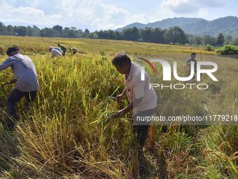 Farmers harvest paddy in a field in Nagaon District, Assam, India, on November 14, 2024. (