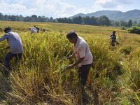 Farmers harvest paddy in a field in Nagaon District, Assam, India, on November 14, 2024. (