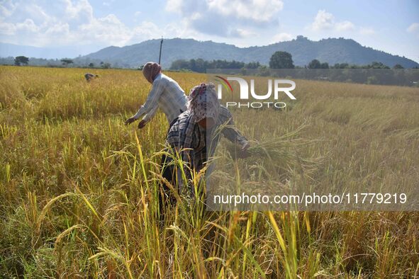 Farmers harvest paddy in a field in Nagaon District, Assam, India, on November 14, 2024. 