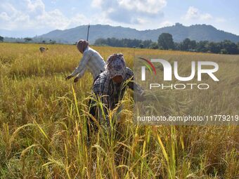 Farmers harvest paddy in a field in Nagaon District, Assam, India, on November 14, 2024. (