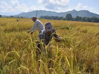 Farmers harvest paddy in a field in Nagaon District, Assam, India, on November 14, 2024. (