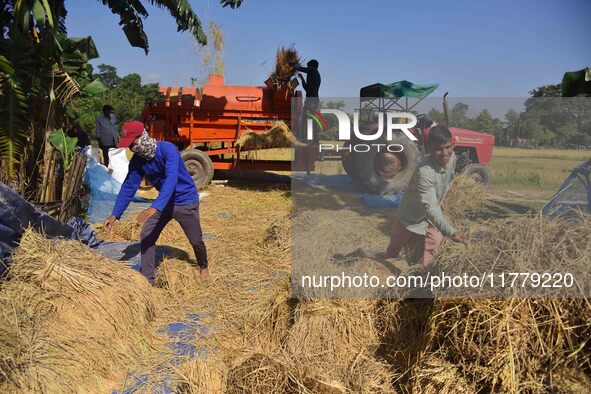 Farmers use a thresher machine to separate paddy grains in Nagaon district, Assam, India, on November 14, 2024. 