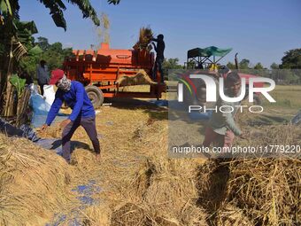 Farmers use a thresher machine to separate paddy grains in Nagaon district, Assam, India, on November 14, 2024. (