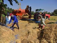 Farmers use a thresher machine to separate paddy grains in Nagaon district, Assam, India, on November 14, 2024. (